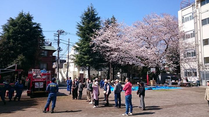 桜の花の下で防災訓練